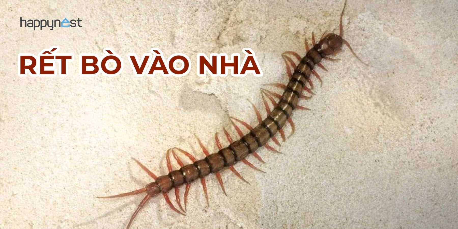 Rết bò vào nhà là điềm báo tốt hay xấu và cách xử lý triệt để
