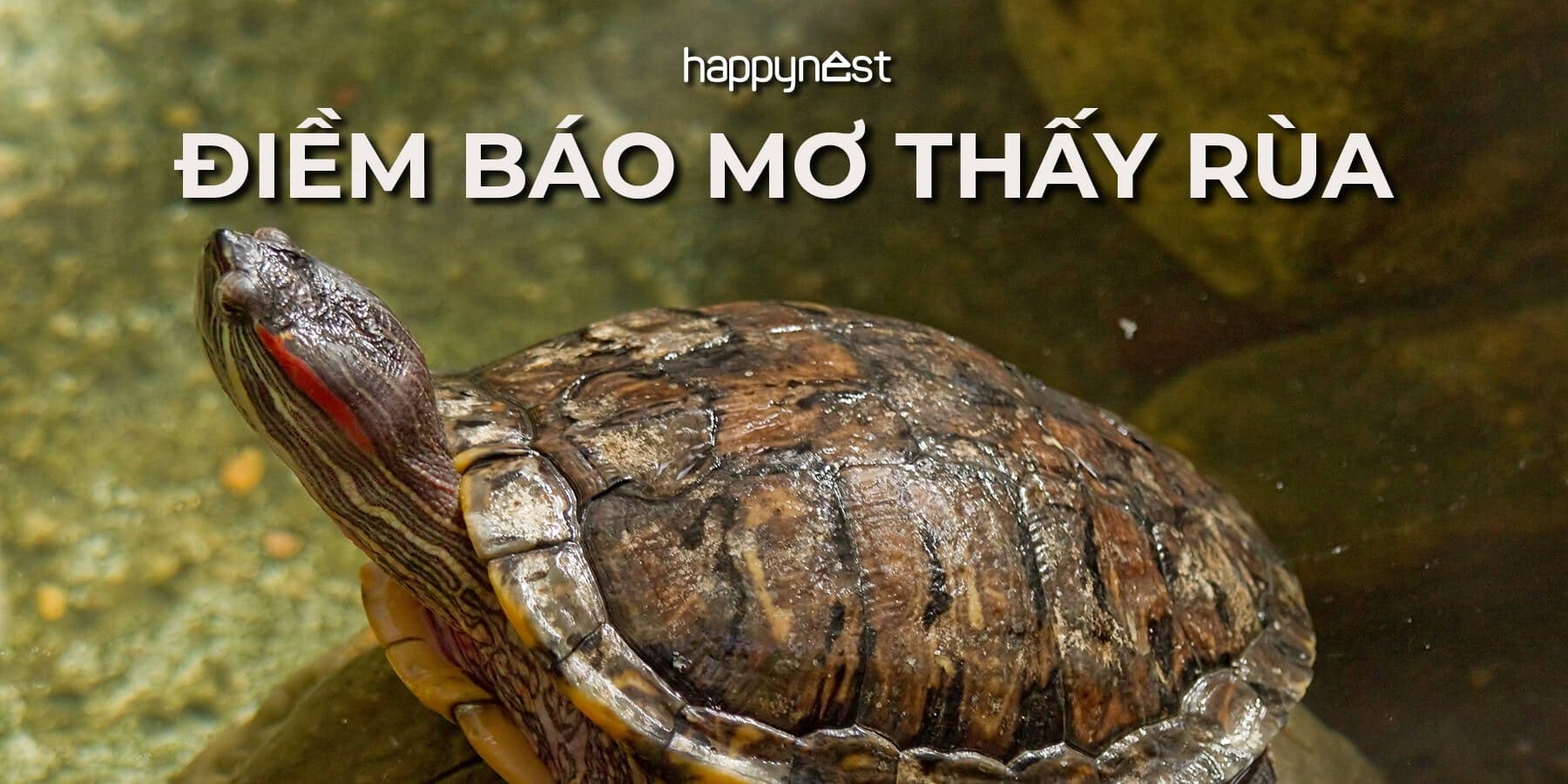 Giải mã giấc mơ thấy rùa báo hiệu điềm lành hay dữ? Đánh con số mấy?