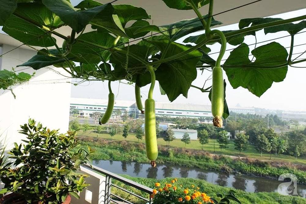 Cây trồng ưa nắng: Giải pháp chống nóng hiệu quả cho nhà có ban công hướng Tây