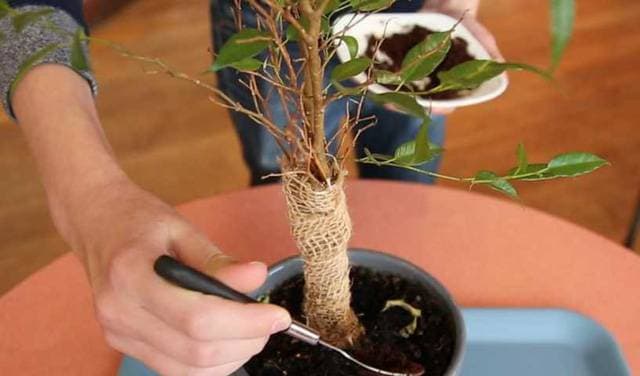 Vỏ chuối và cà phê: bộ đôi nguyên liệu xanh, sạch giúp bạn thanh lọc không gian sống
