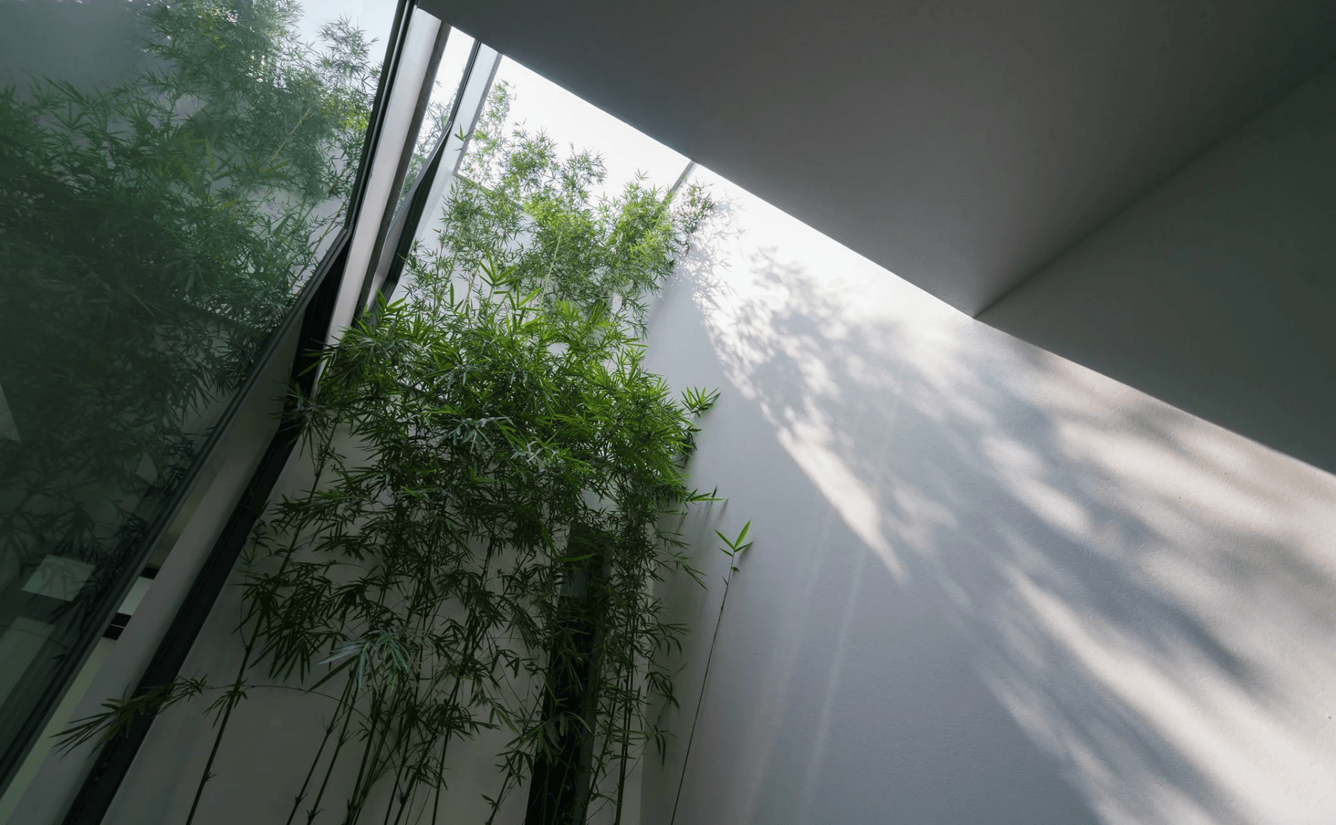 A house in trees - tìm về với thiên nhiên giữa phố phường đô thị