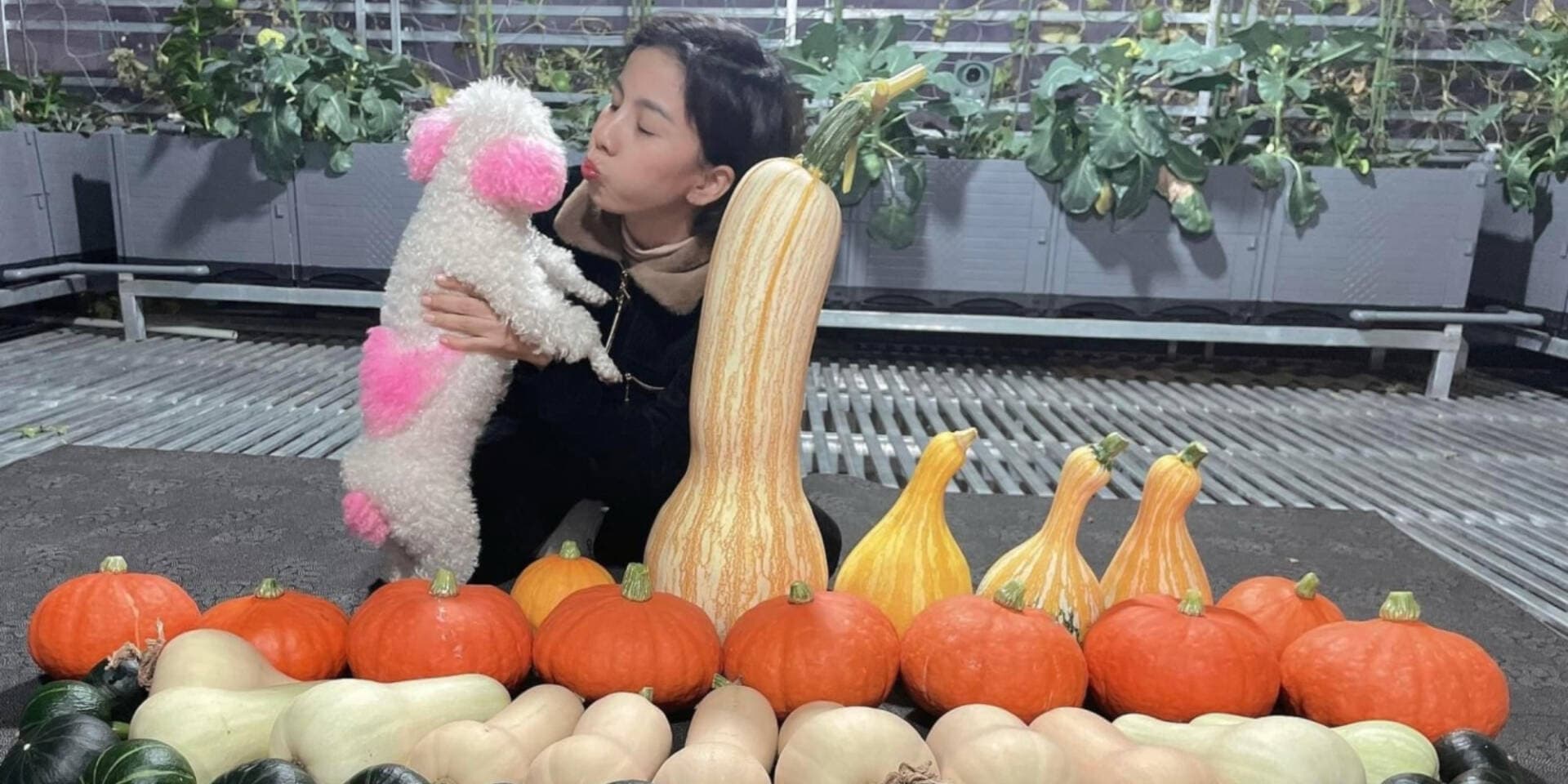 Nữ bác sĩ ở Hà Nội tự làm vườn rau xanh mướt trên sân thượng tầng 6