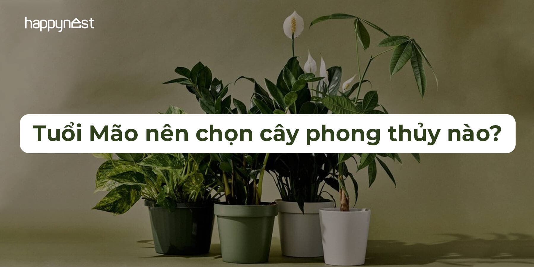 Cây phong thủy nào giúp tuổi Mão rước tài vào nhà?
