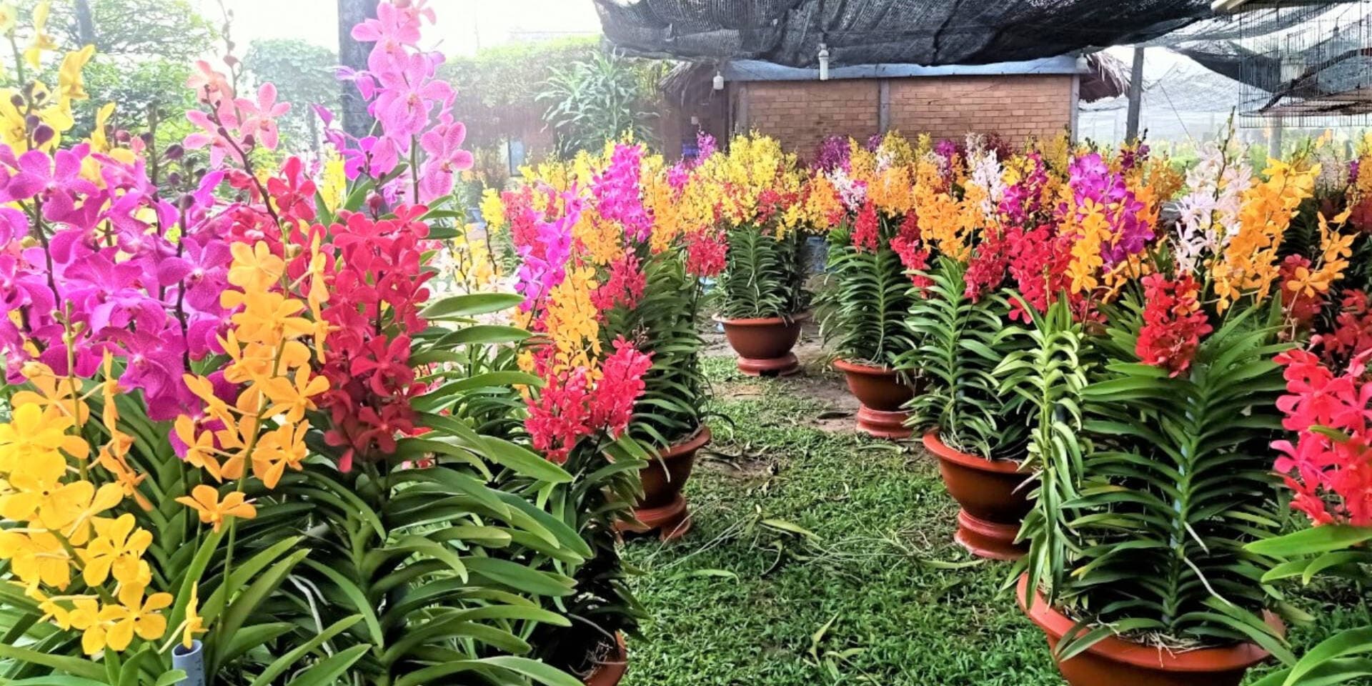 Hướng dẫn chọn hoa lan trang trí phòng khách Tết sang trọng