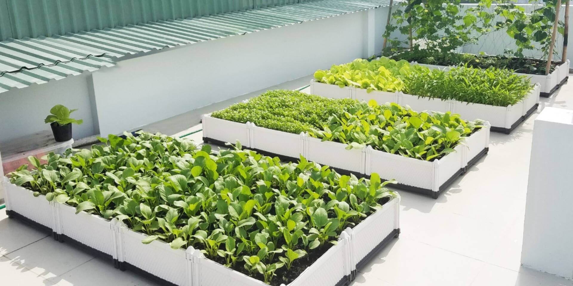 Top 6 loại rau nên trồng vào mùa xuân: Dễ chăm sóc, nhanh thu hoạch