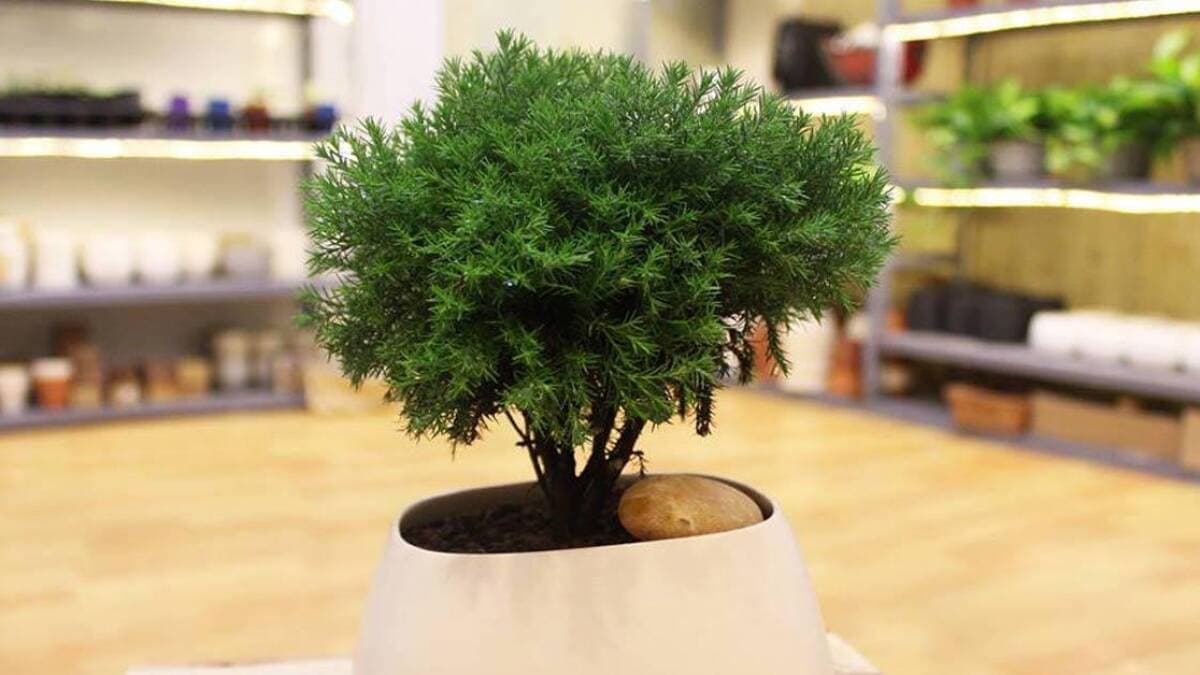 Ý nghĩa phong thủy và cách chăm sóc cây Tùng Bồng Lai dễ dàng