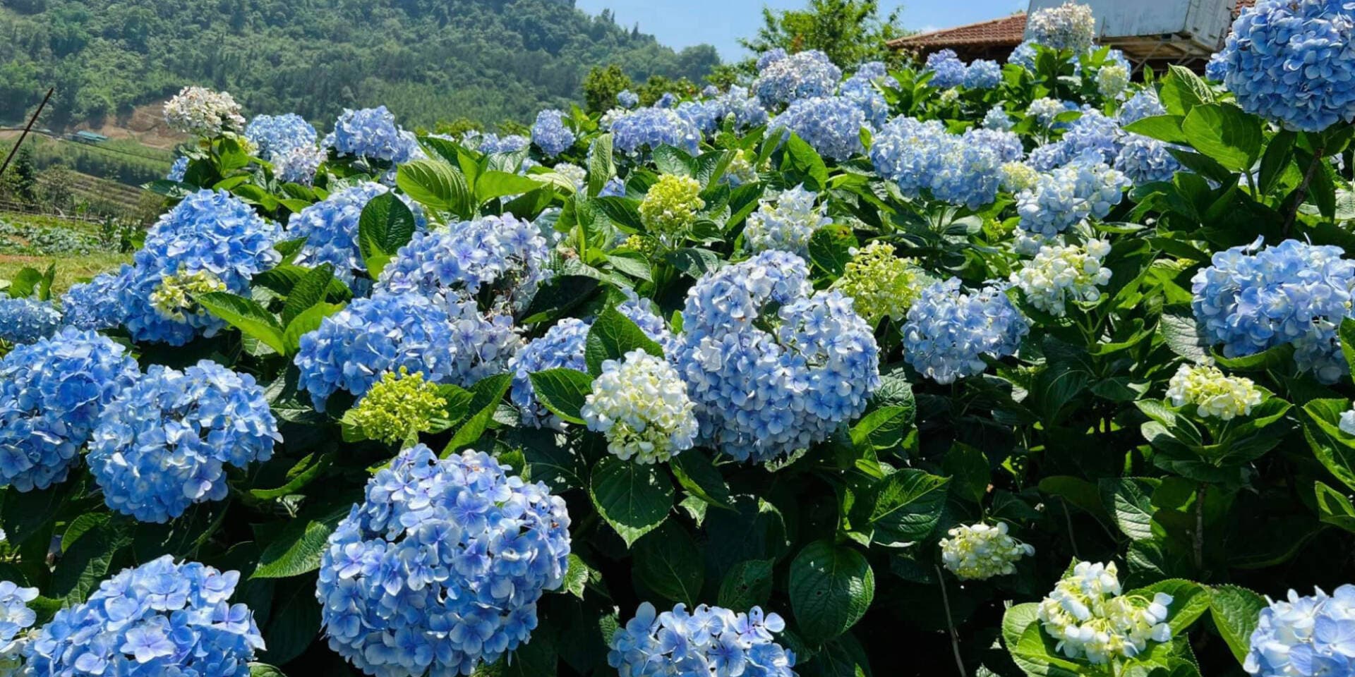 Hoa cẩm tú cầu: Biểu tượng tình yêu tinh tế và cách chăm sóc để hoa nở đẹp quanh năm