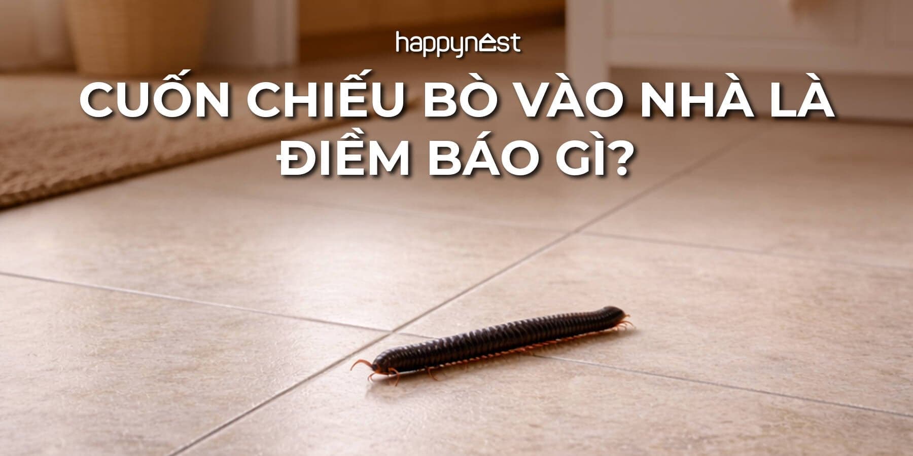 Cuốn chiếu bò vào nhà là điềm gì? Hiểu đúng ý nghĩa và cách xử lý nhanh, an toàn