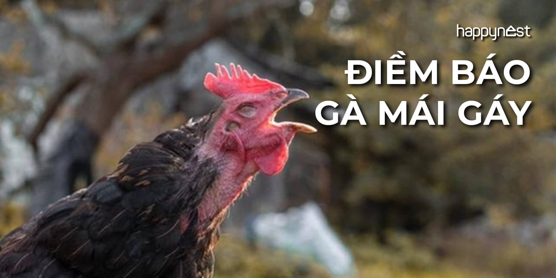 Gà mái gáy là điềm báo tốt hay xấu và góc nhìn khoa học giải mã chi tiết