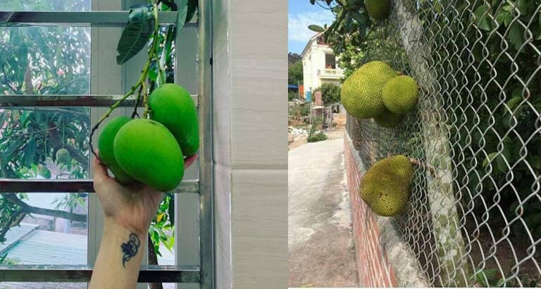 Tư vấn: Cây hàng xóm vươn sang nhà mình, tôi có quyền hái quả?