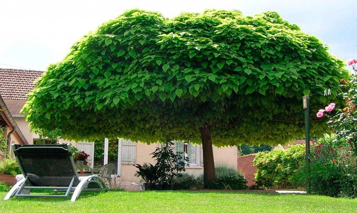 Nên trồng cây gì trước nhà để vừa đẹp, vừa mát, lại ít rụng lá?