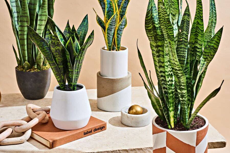 5 cây xanh hấp thụ khí độc hại cực tốt, thích hợp trồng trong nhà
