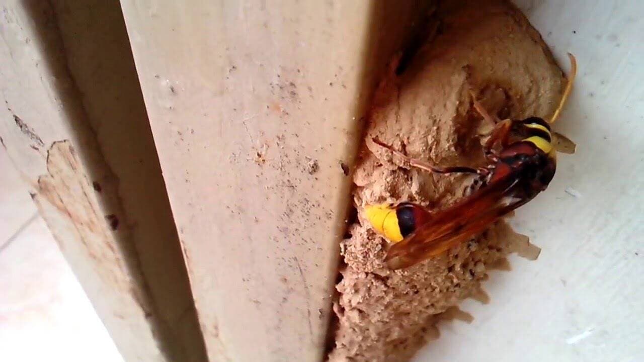 Tò vò làm tổ trong nhà có sao không? Báo hiệu điềm gì?