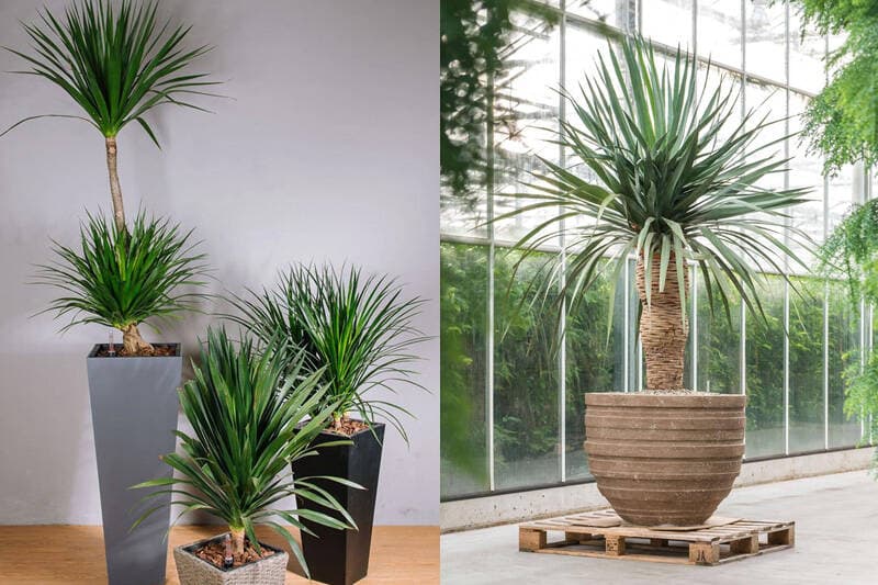 Cây phát tài núi có thật sự mang lại tài lộc? Những điều phong thủy cần biết