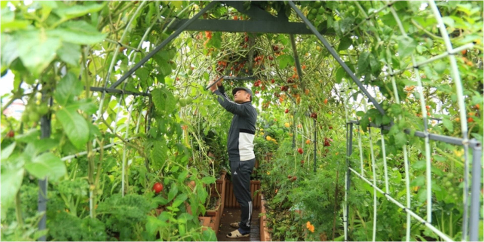 Kỹ sư Hà Nội chi gần 1 tỷ đồng, cải tạo 40 lần trong 4 năm để biến sân thượng thành “nông trại”