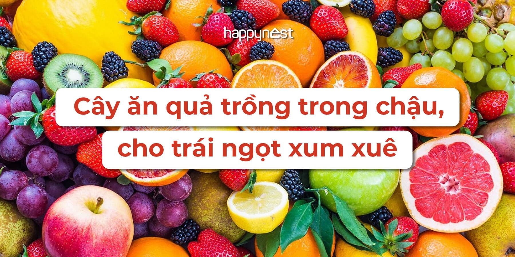 11 loại cây ăn quả phù hợp trồng trong chậu, đẹp mắt và cho trái ngọt ngay tại ban công
