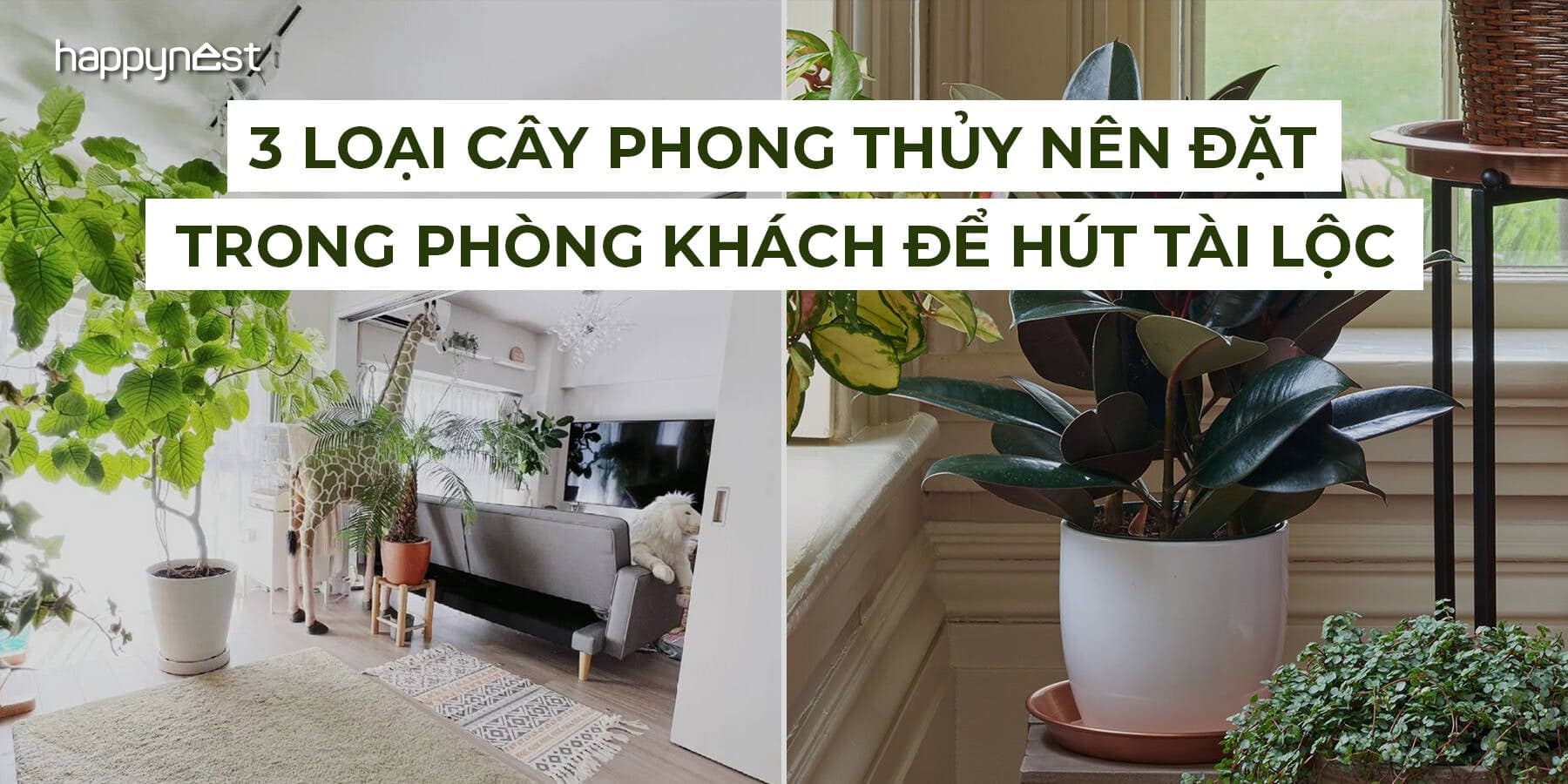 3 loại cây phong thủy nên đặt trong phòng khách để thu hút tài lộc và giữ bình an cho gia đình