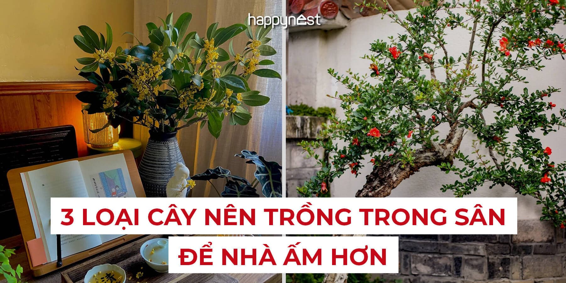 3 loại cây nên trồng trong sân để nhà ấm hơn, gia đình sum vầy và rộn ràng tài lộc