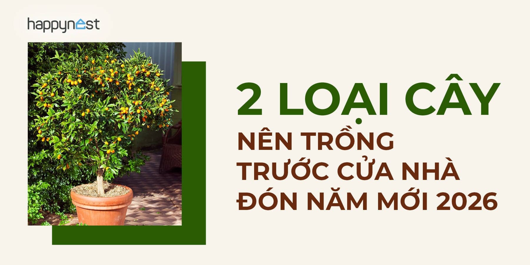 2 loại cây nên trồng trước cửa nhà dịp năm mới để hút tài lộc và chăm sóc sức khỏe