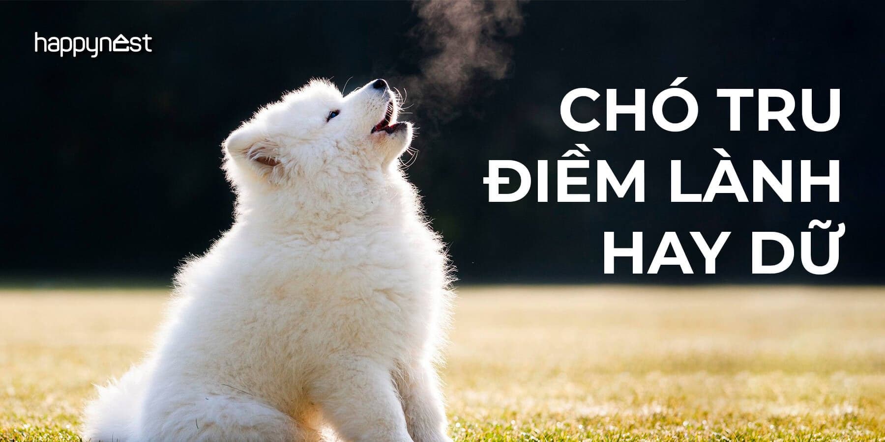 Hiện tượng chó tru là điềm báo gì và những góc nhìn khoa học lý giải