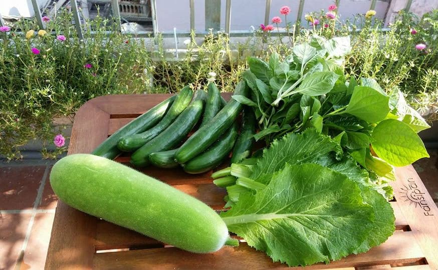 Lười nhưng vẫn trồng được cây xanh tốt nhờ làm thùng earth box giống người đàn ông trăm cái tài