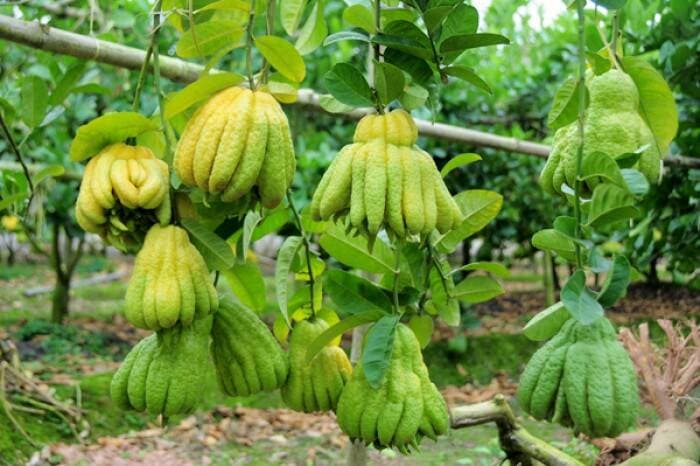 Có dùng quất cảnh, phật thủ sau Tết để làm mứt hoặc ngâm rượu, pha trà được không?