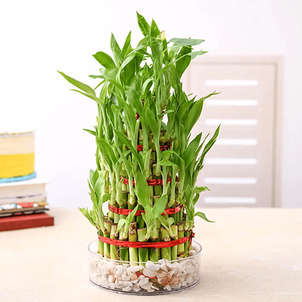 Tại sao người giàu đặt cây trúc phát tài trên bàn thờ vào dịp Tết?