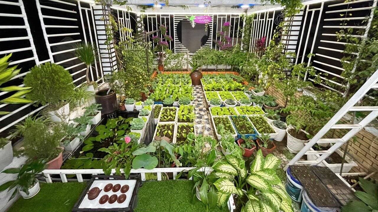 4 cây cảnh rất nên trồng trong nhà, vừa lọc không khí vừa là gia vị cần thiết