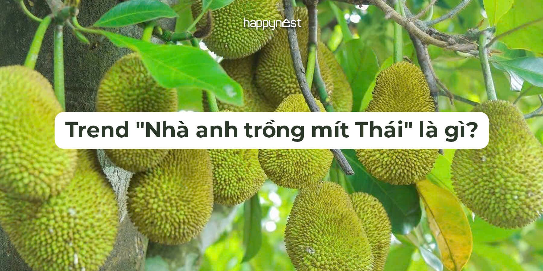Trend "Nhà anh trồng mít Thái" là gì? Ẩn ý cụm từ "Um, nhà anh trồng mít Thái" gây bất ngờ