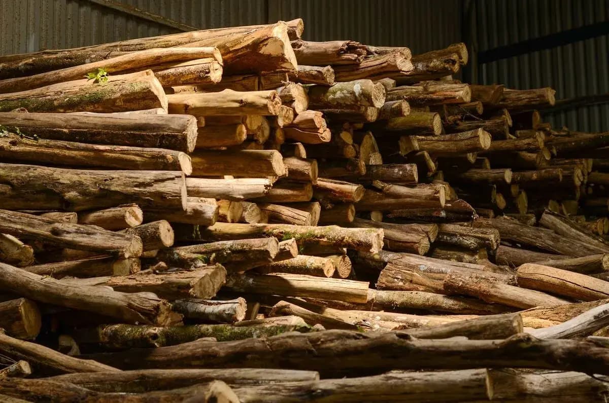 Việt Nam có loại gỗ được mệnh danh là "gỗ của các vị thần", giá 2,3 tỷ đồng/kg