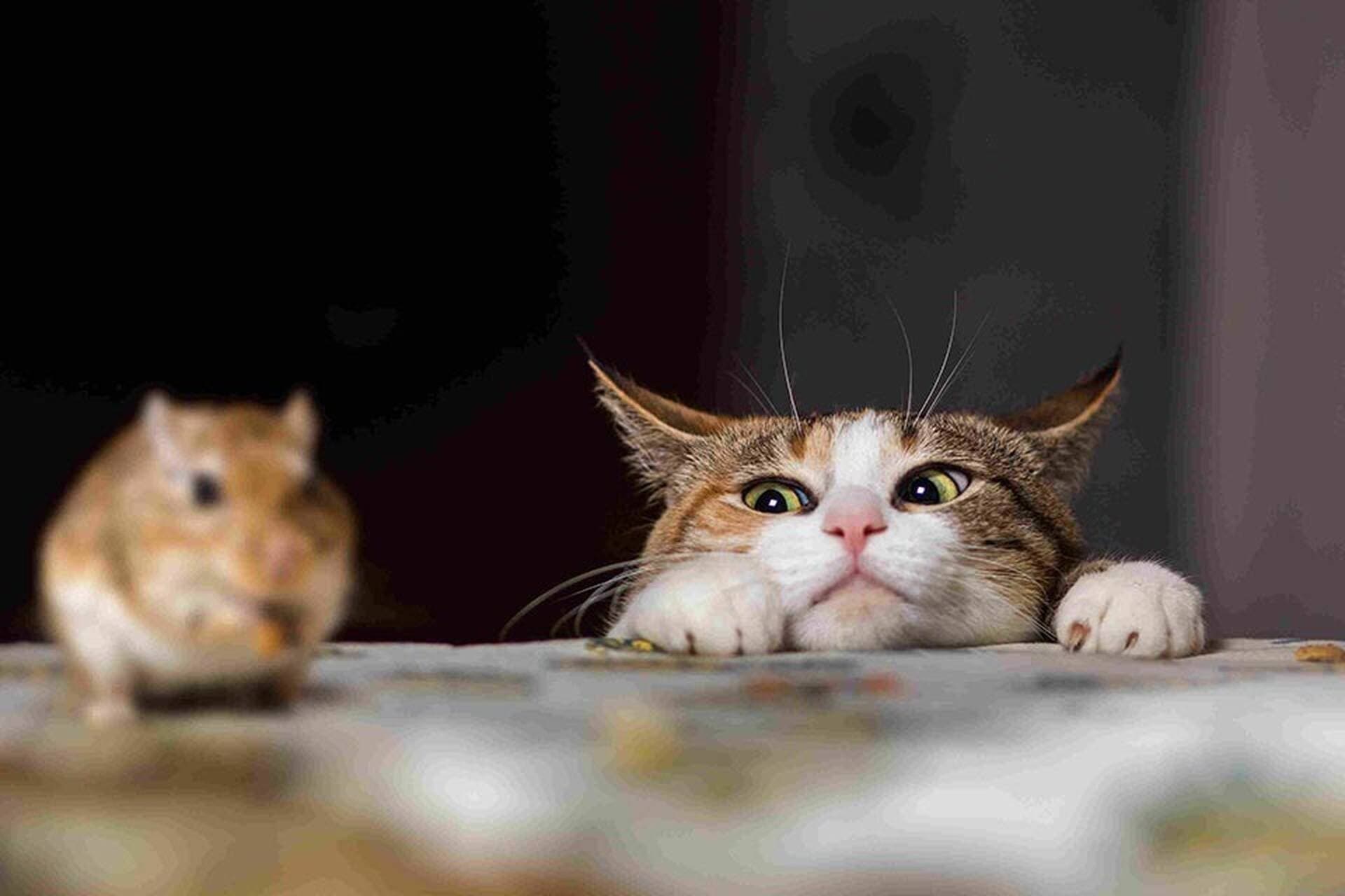 Làm sao để đuổi chuột hiệu quả mà không gây hại?