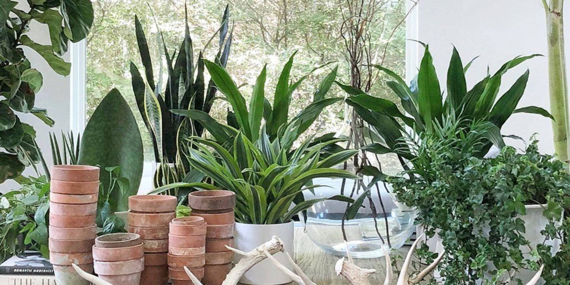 Tuổi Sửu nên trồng cây gì trước nhà để đón lộc vào?
