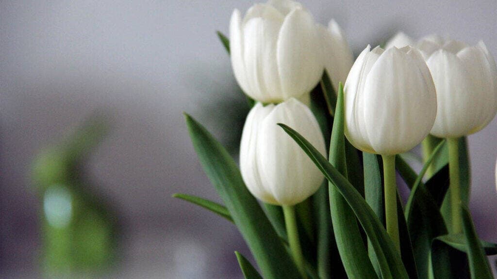 Tulip trắng là gì mà khiến ai cũng muốn có một bó trong nhà vào mùa xuân?