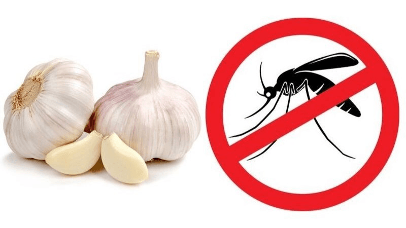 Chống muỗi mùa hè: Dùng tỏi, xà phòng và ngải cứu theo cách này là đủ