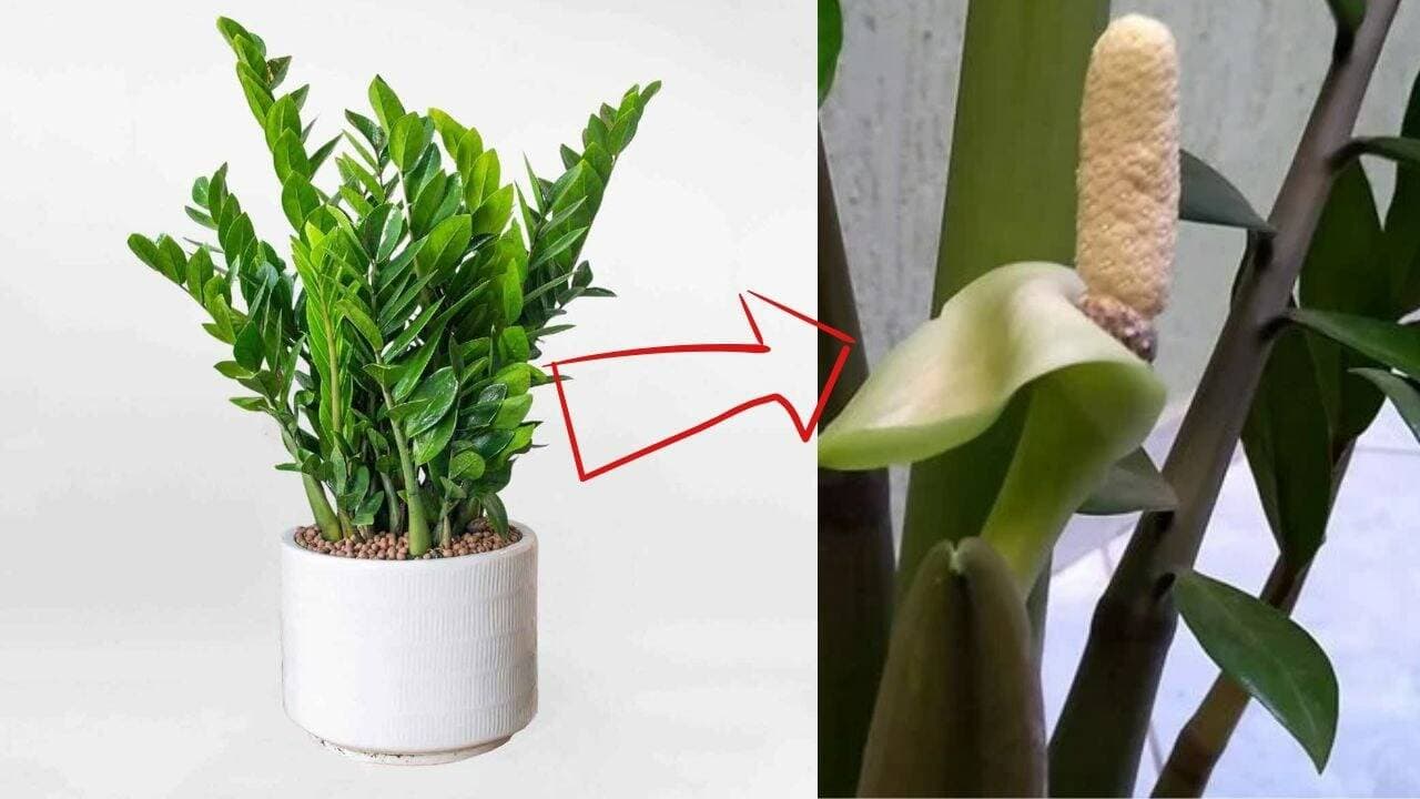 Cây kim tiền nở hoa: Điềm lành hay không? Cần làm gì khi cây ra hoa?