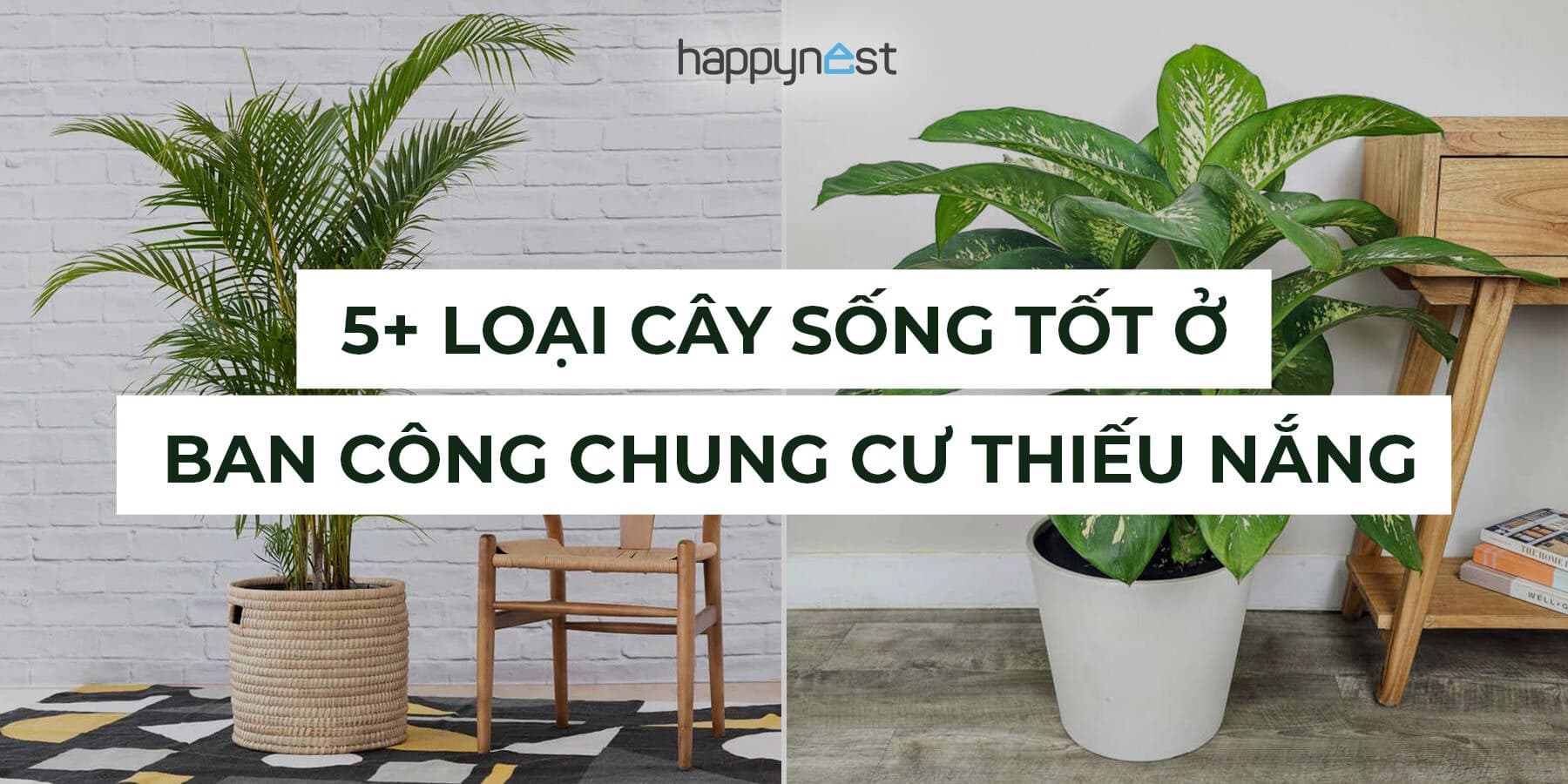 5+ loại cây trồng ban công chung cư thiếu nắng, vẫn xanh tốt và lọc khí cực hiệu quả