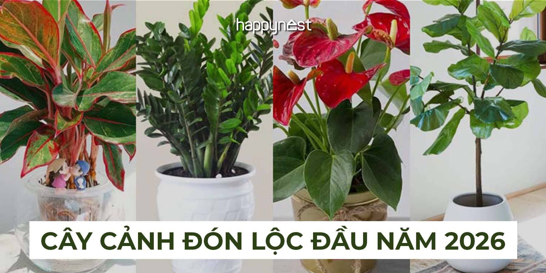Tết Bính Ngọ trồng cây gì? Gợi ý cây cảnh phong thủy rước lộc vào nhà
