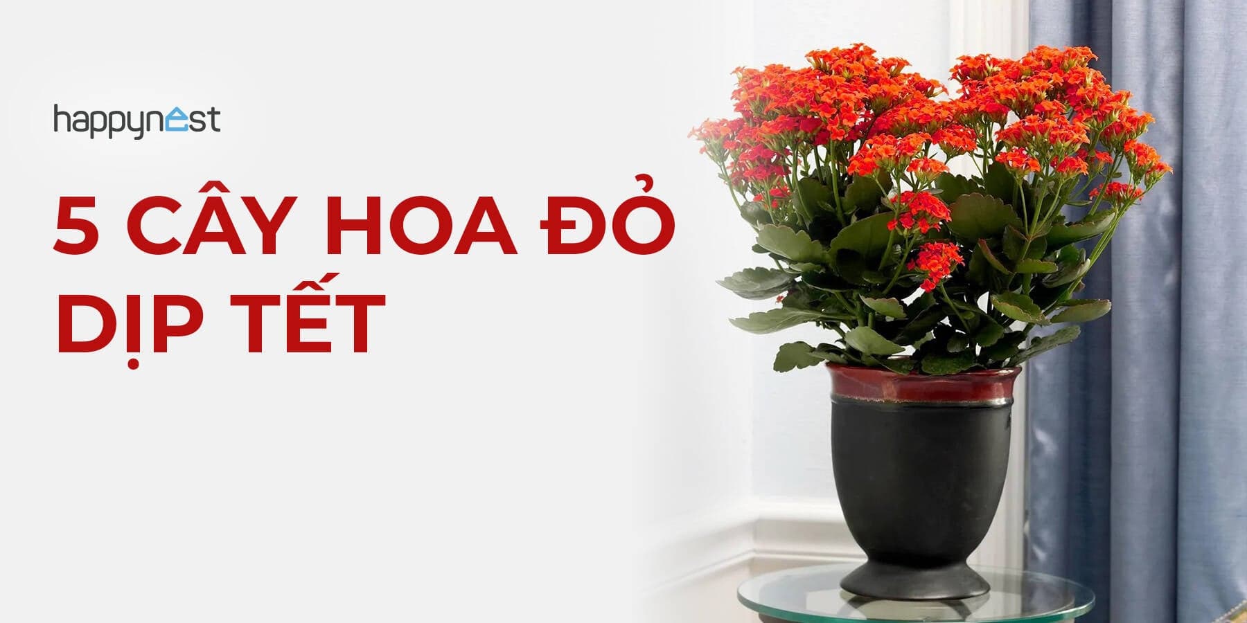 5 cây hoa đỏ dáng nhỏ giúp nhà Tết ấm cúng mà không tốn diện tích