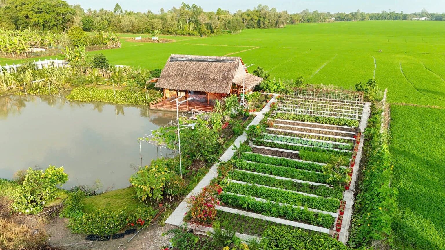 Rời phố về quê, biến 3.000m2 đất phèn thành khu vườn tự cung tự cấp xanh mướt