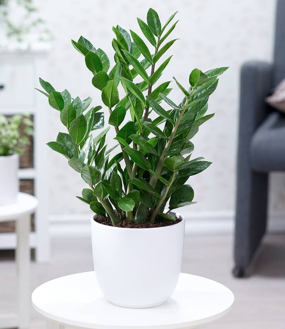 12 loại cây mang đến tài lộc theo con giáp mà bạn muốn tậu ngay dịp cuối năm
