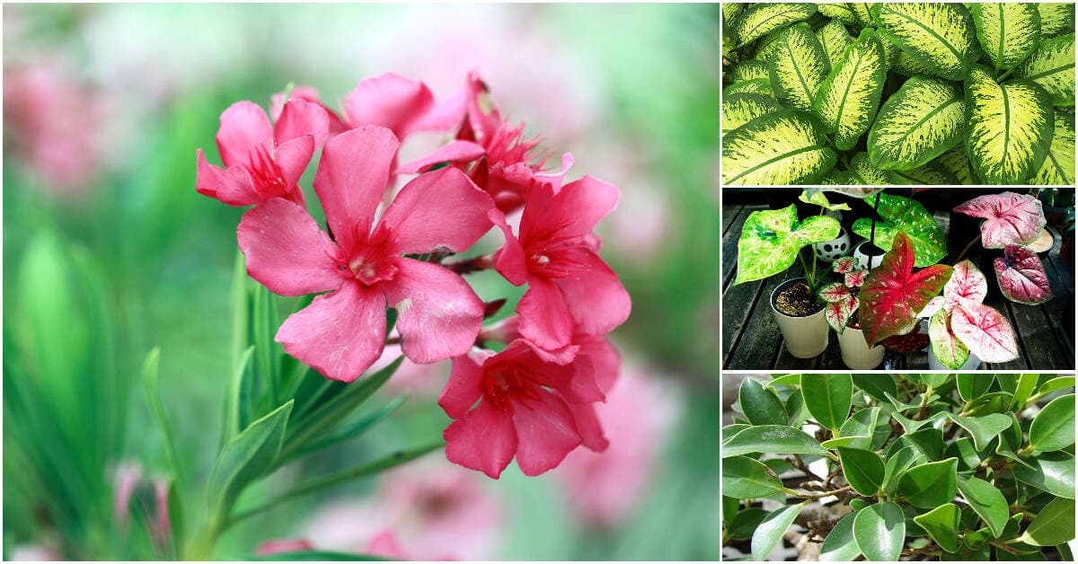 7 loại cây không nên trồng trong nhà, liệu các gia chủ có biết?