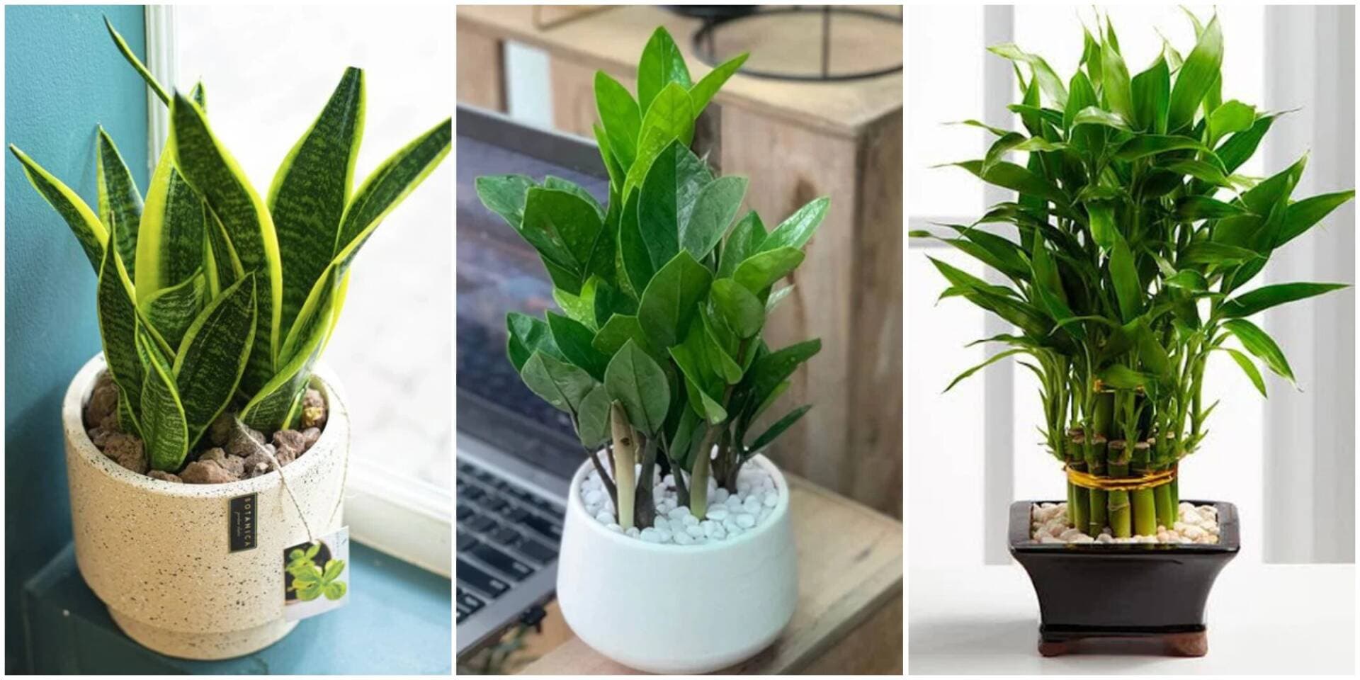 TOP 5 loại cây để bàn làm việc mang lại may mắn, tài lộc năm 2023