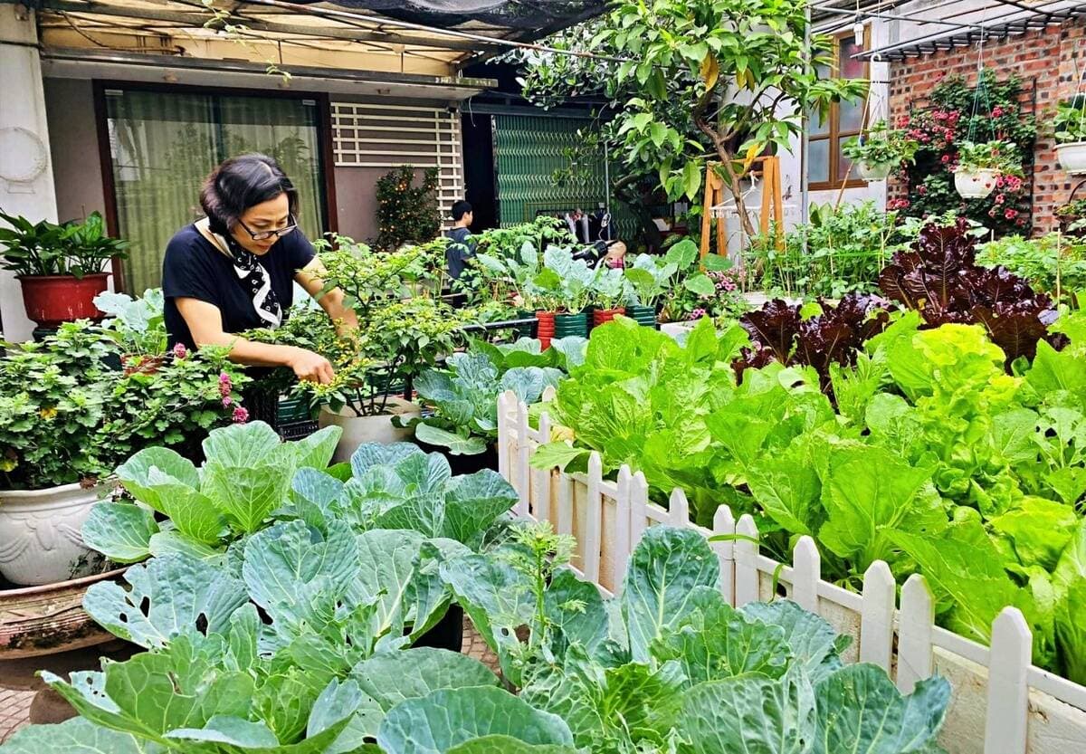 Nữ kế toán về hưu biến rác thải thành vườn rau để các cháu có tuổi thơ trọn vẹn