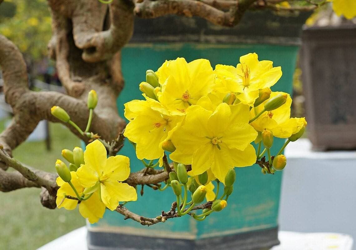 5 cách trang trí cây mai Tết rực rỡ rước tài lộc, phú quý vào nhà