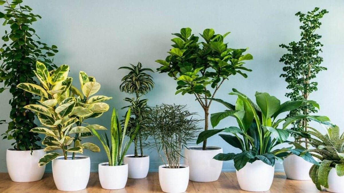Top 3 cây cảnh hợp mệnh Thủy nên để trong phòng ngủ