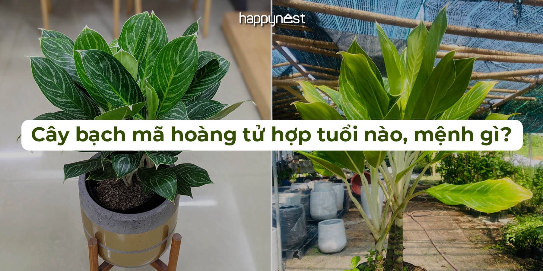 Phong thủy cây bạch mã hoàng tử: Hợp mệnh gì, hợp tuổi nào, đặt ở đâu để hút tài lộc?