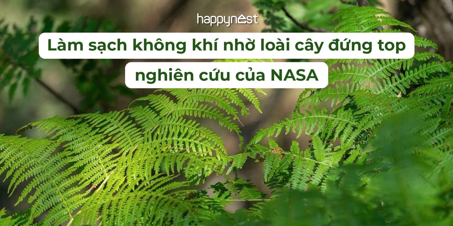 Loại cây NASA khuyên nên trồng trong nhà: Vừa lọc sạch không khí, vừa có thể chữa bệnh