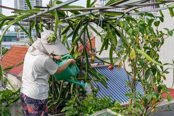 Biến sân thượng 15m2 thành vườn rau quả xanh mát giữa phố thị Hà Nội