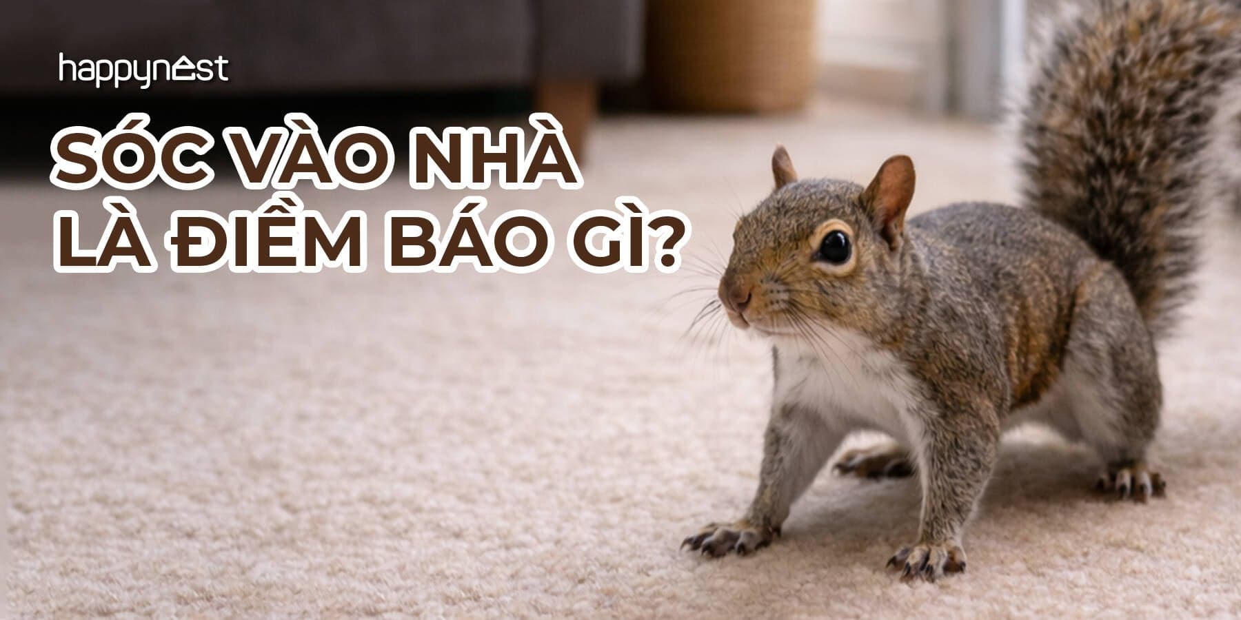 Sóc vào nhà là điềm gì? Giải mã ý nghĩa và cách xử lý đúng để giữ bình an