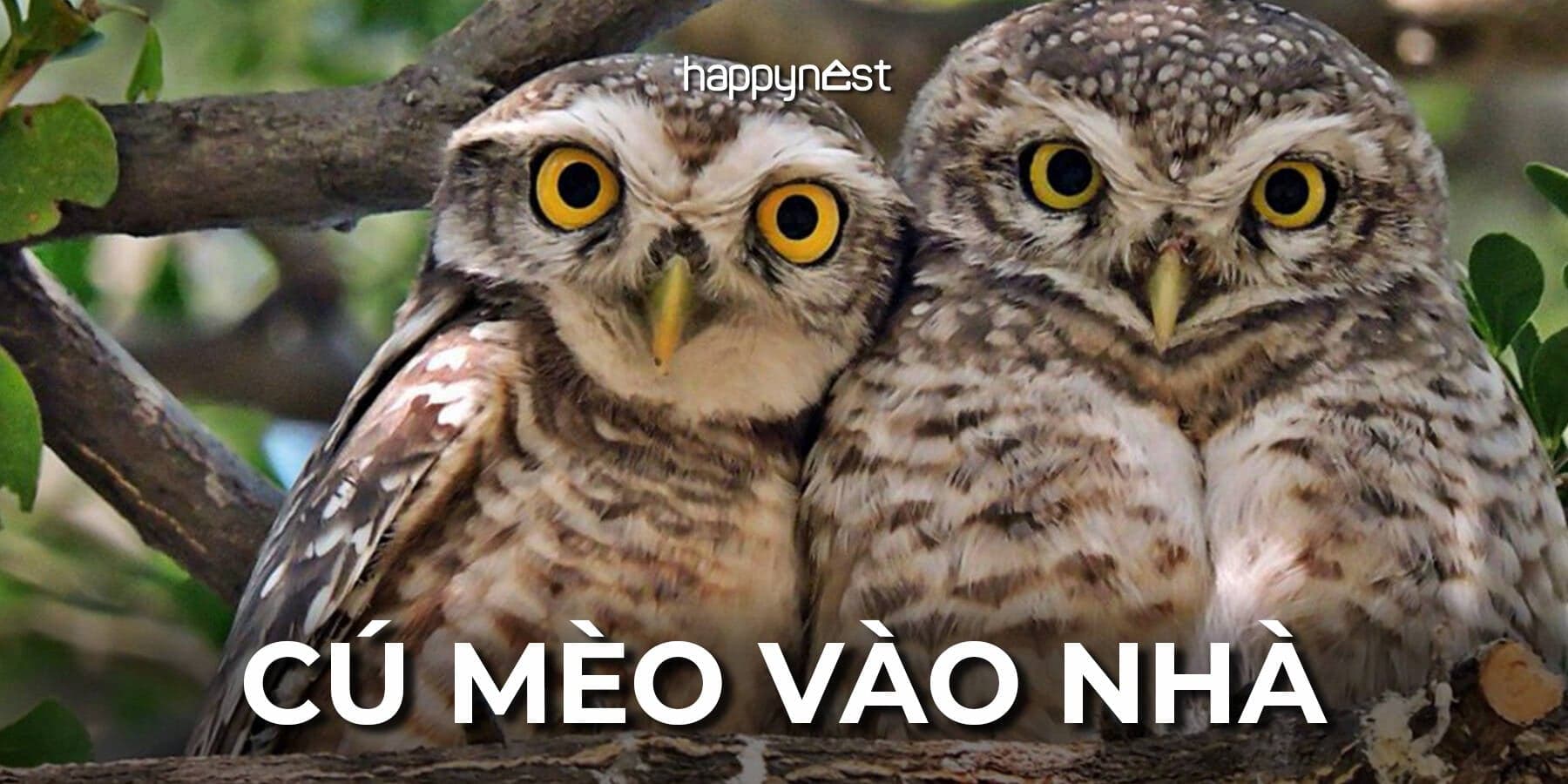 Cú mèo bay vào nhà là điềm gì và nên hiểu như thế nào cho đúng?